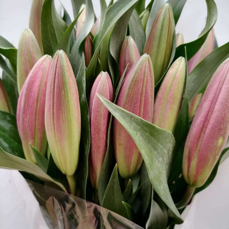 秋颖香水百合花鲜花花束批发云南昆明基地直发水养花真花大头百合花