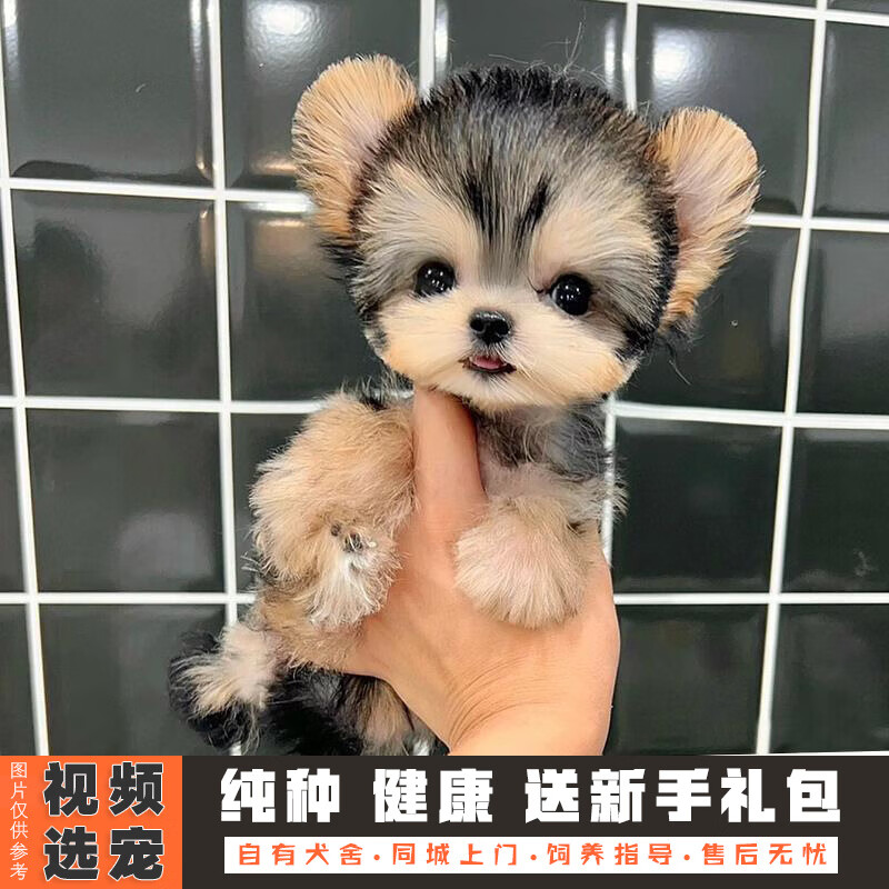 伊宠纯种约克夏幼犬宠物狗狗活体小狗活物幼崽小型犬 宠物级 公
