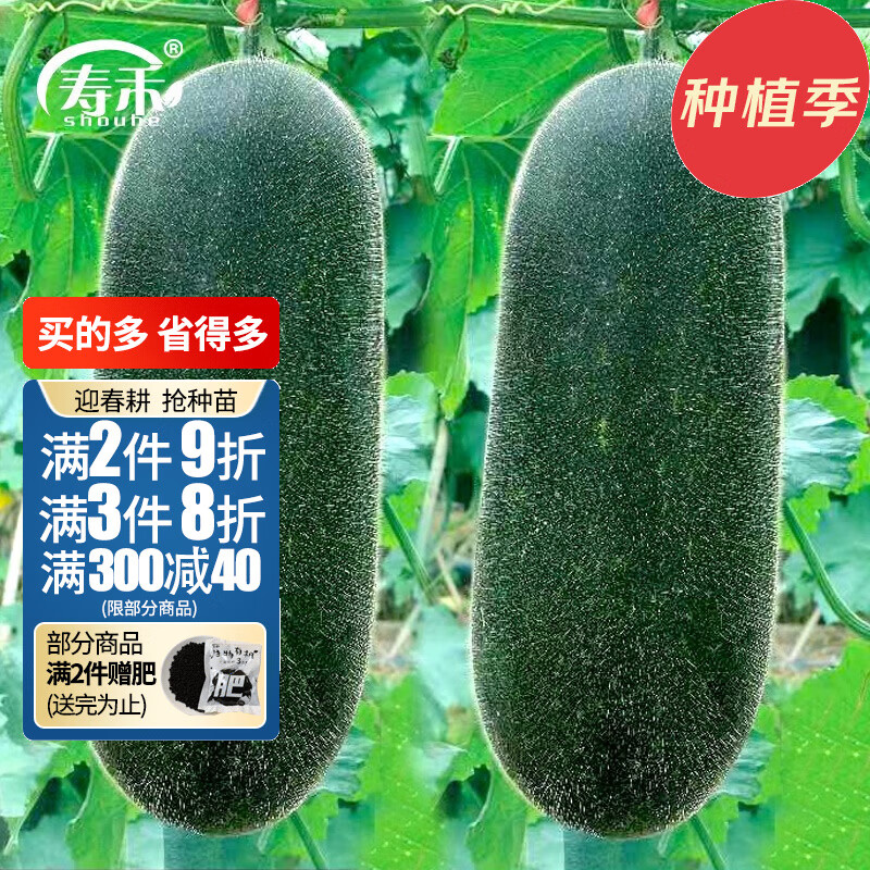 秧苗早熟北方肉多迷你小型种苗墨宝节瓜 墨蜜水果冬瓜种子10粒×3袋