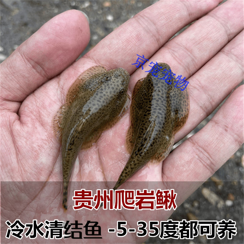 采缇(caiti)贵州爬岩鳅双吸盘冷水鱼清洁鱼吸鳅除藻不加温琵琶鼠 特大