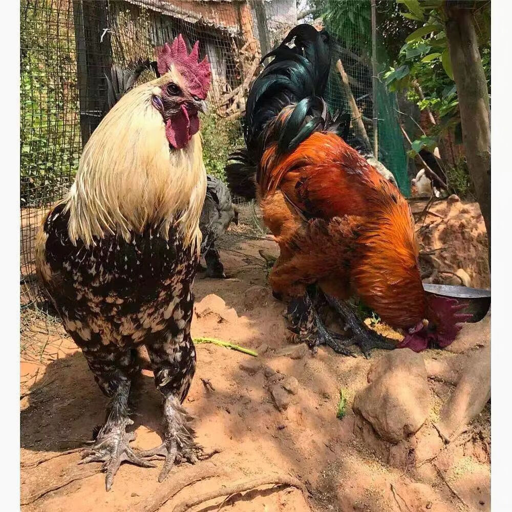 仟芸【现货】云南无量山乌骨鸡无量鸡彝族毛脚鸡高脚鸡公鸡老母鸡小鸡