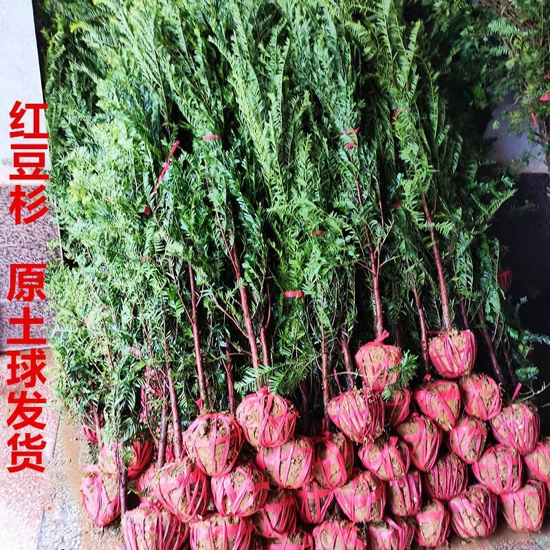 素蜜红豆杉树东北红豆杉树苗正宗南方庭院大树绿化盆栽盆景四季常青耐