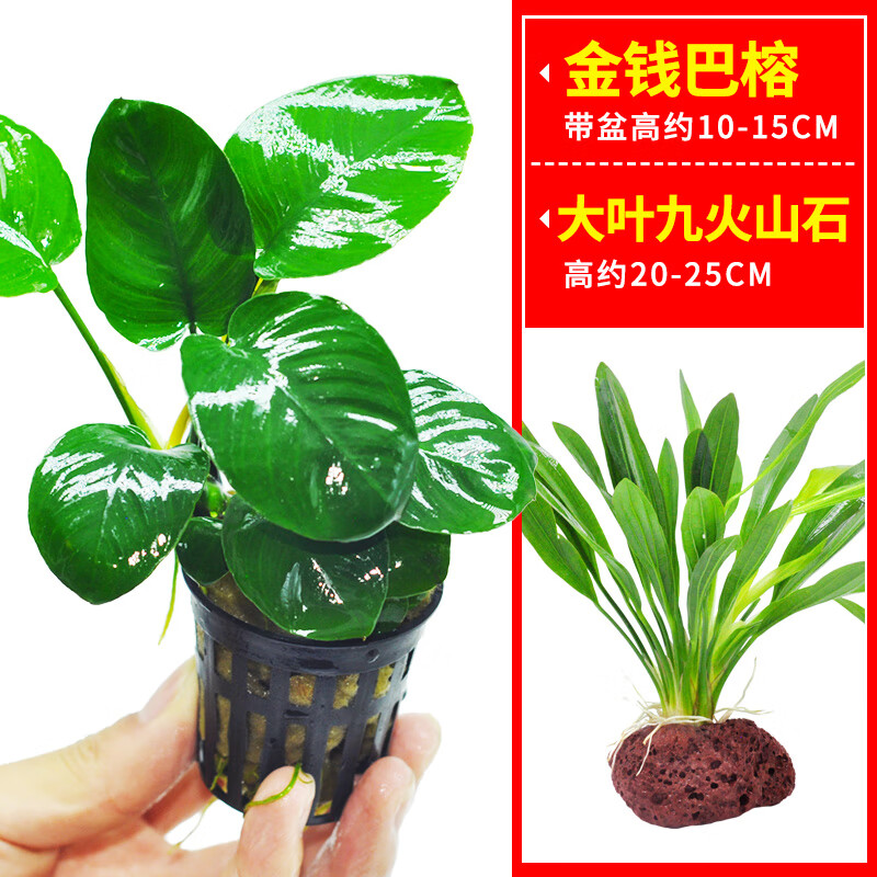 水榕水草沉木植物真草造景阴性养鱼淡水鱼缸绿植懒人新手细叶铁草