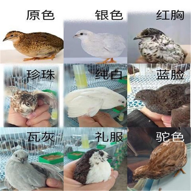 网红芦丁小鸡活物宠物活鸡脱温德系迷你鸡活体包活到家鹑鹌蓝胸桂