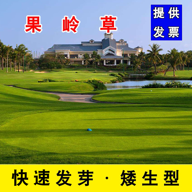 种子草籽四季常青矮生免修剪庭院别墅绿化护坡耐寒草种子 果岭草一斤