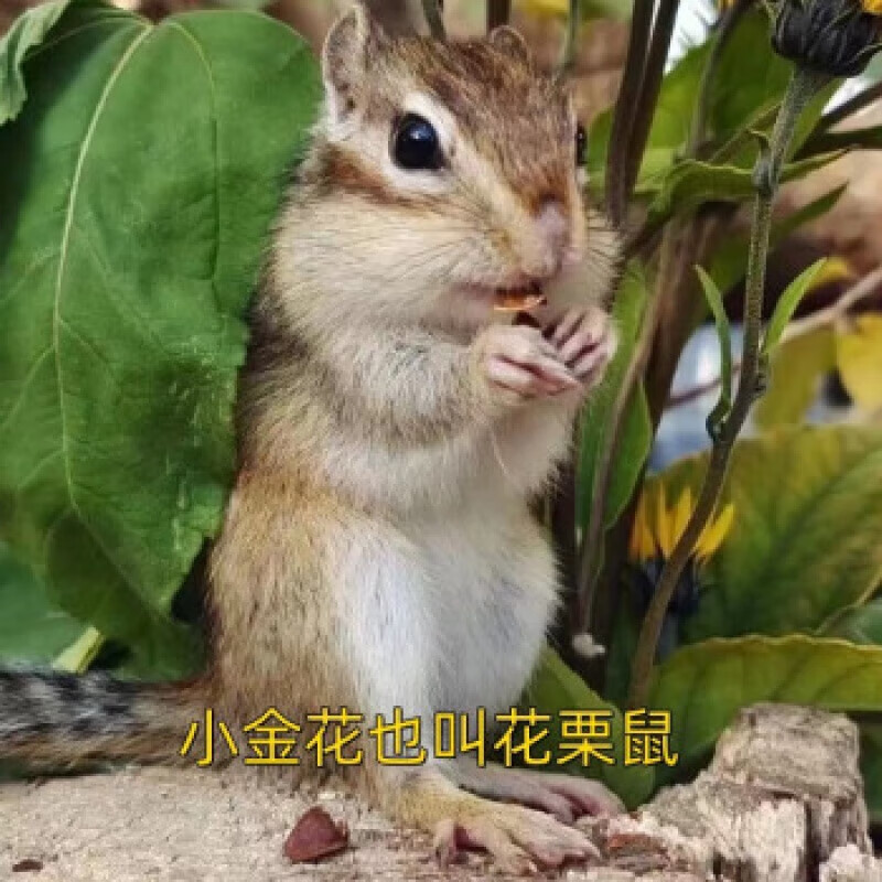 养殖场松鼠活物宠物松鼠活体小幼崽全部是35天左右的包驱虫 现货金花