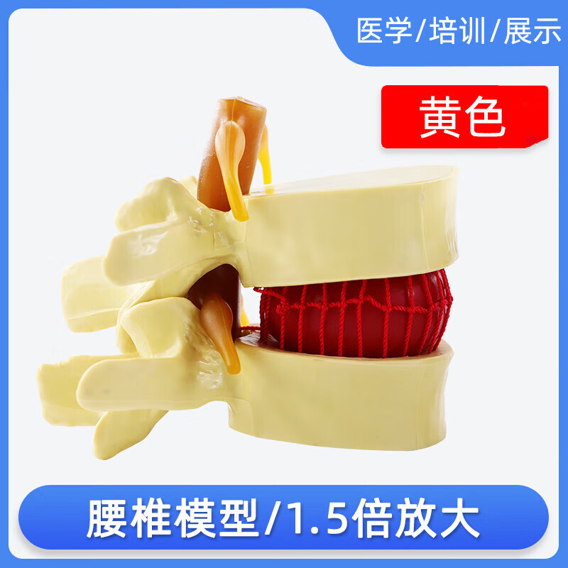 人体膝关节功能模型肩关节肘关节手关节脚关节髋关节可动骨骼模型 腰