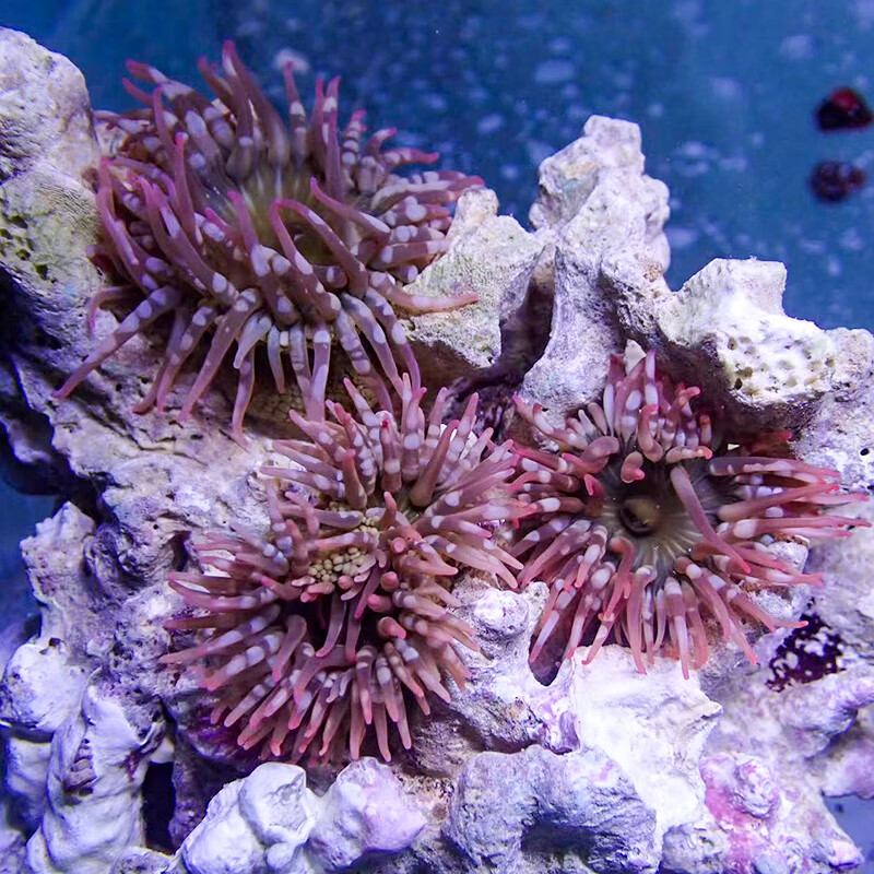 樱花海葵小丑鱼共生海葵海缸软体珊瑚绿奶嘴海葵紫点白海葵公主葵