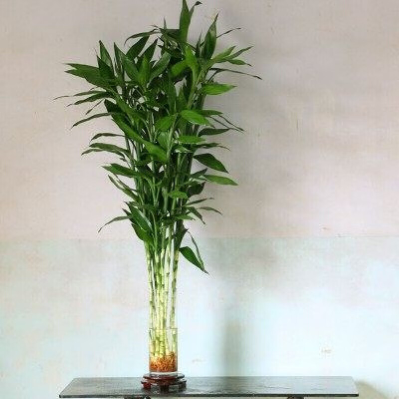 春之者 室内水养植物金边富贵竹水培盆栽转运竹紫竹龙竹紫色朱蕉绿植