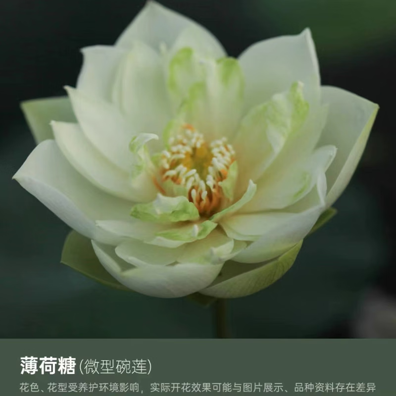 无土水培碗莲四季带花苞水生荷花庭院鱼缸种籽子 薄荷糖15粒 营养液