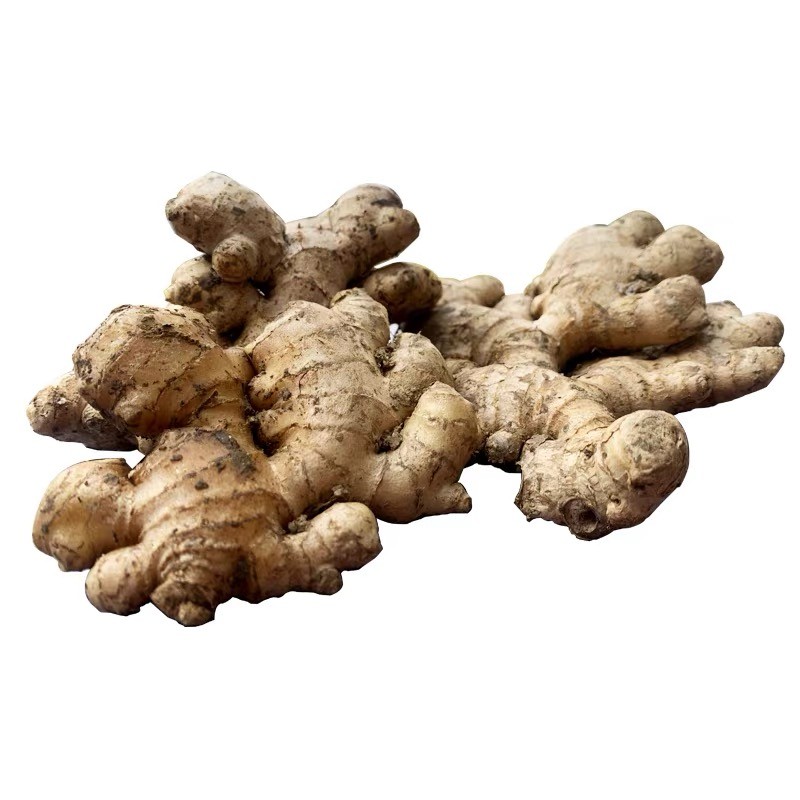 广东小黄姜韶关粤北客家竹丝姜生姜新鲜现挖高山老姜月子老姜撞奶