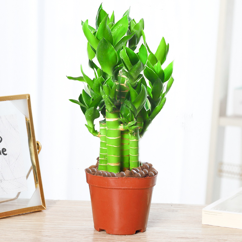 荷花竹盆栽水养带根文昌竹盆栽室内花卉好养绿植观叶植物富贵观音竹子