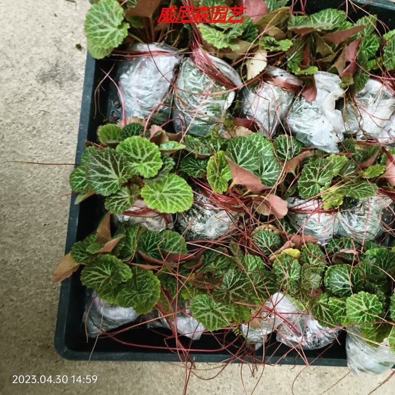 乐泡现摘虎耳草金丝荷叶苗假山造景室内花卉绿植吊金钱好养活观赏花卉