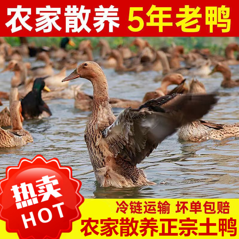 禧客鲜  新鲜农家散养鸭子土鸭整鸭笨鸭农村鸭 4.
