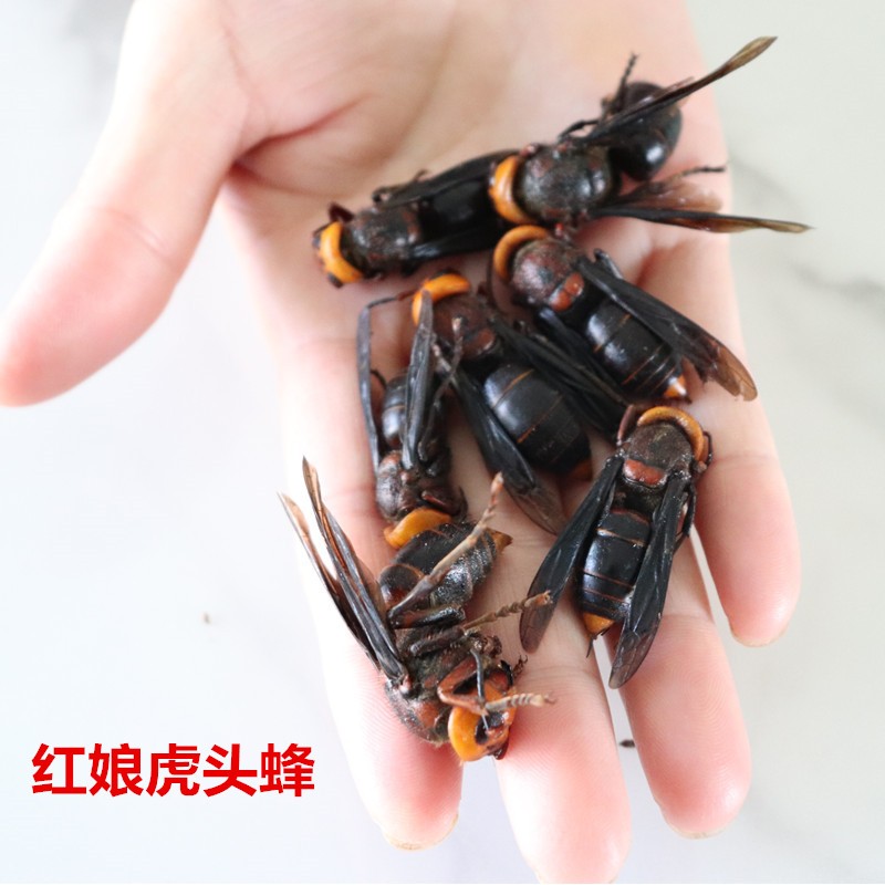 旗舰】红娘虎头蜂大胡蜂活体冰冻牛牯地龙蜂深山黑马蜂土越南泡酒料