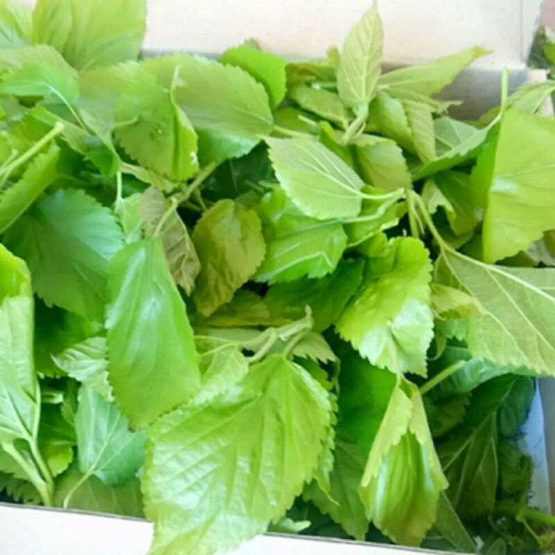 新鲜鲜嫩桑叶100克蚕宝宝活体2345龄蚕桑叶1斤桑树叶 1-2龄蚕吃的嫩