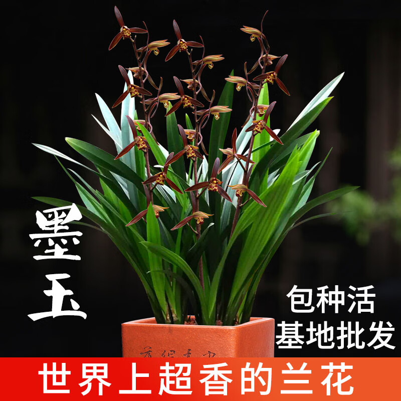 云南直发兰花建兰黄金小神童墨兰企黑浓香型花苗室内盆栽四季开花
