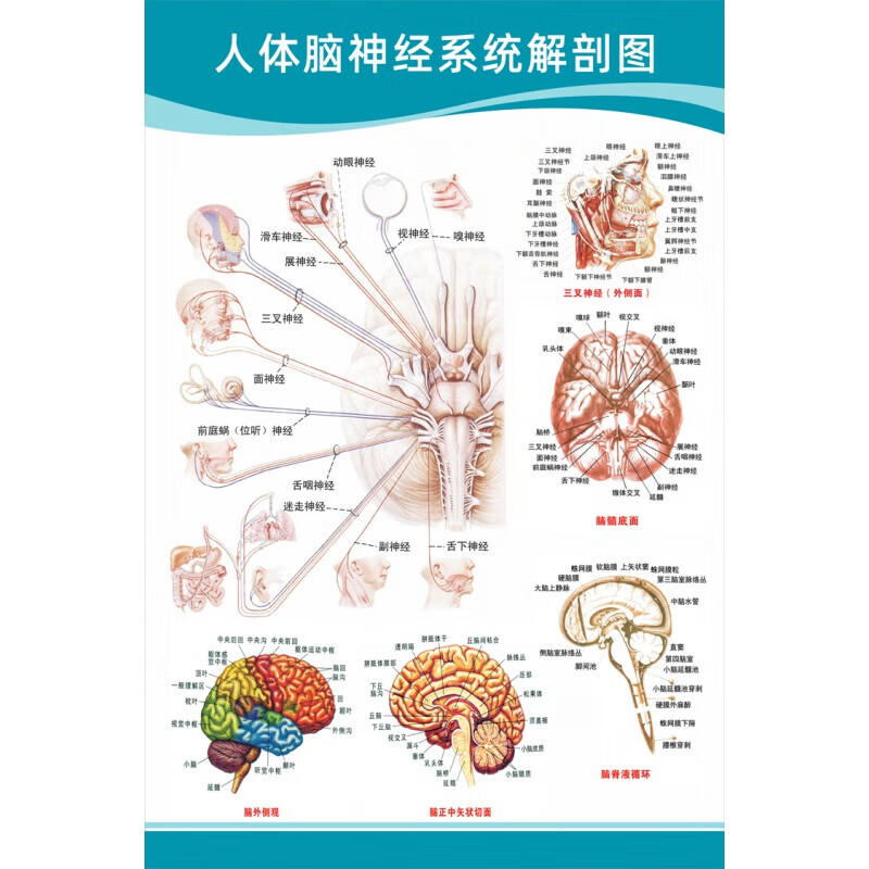 人体脑神经解剖图 【24寸:40x60厘米】  pp胶(背面