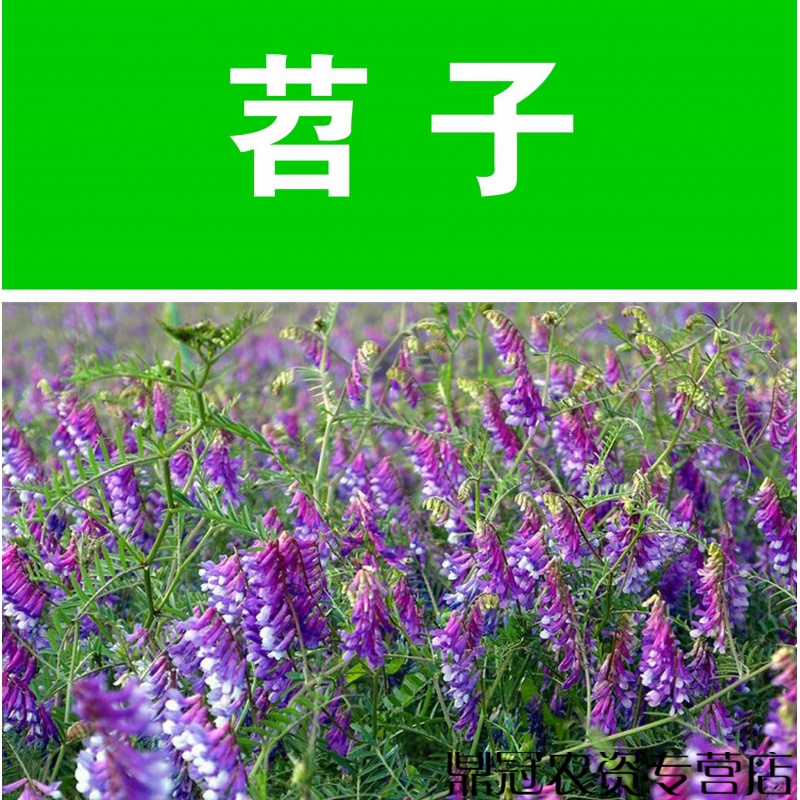 果园绿肥种子光叶紫花苕兰花苕野豌豆毛苕子养蜂蜜源植物牧草种籽