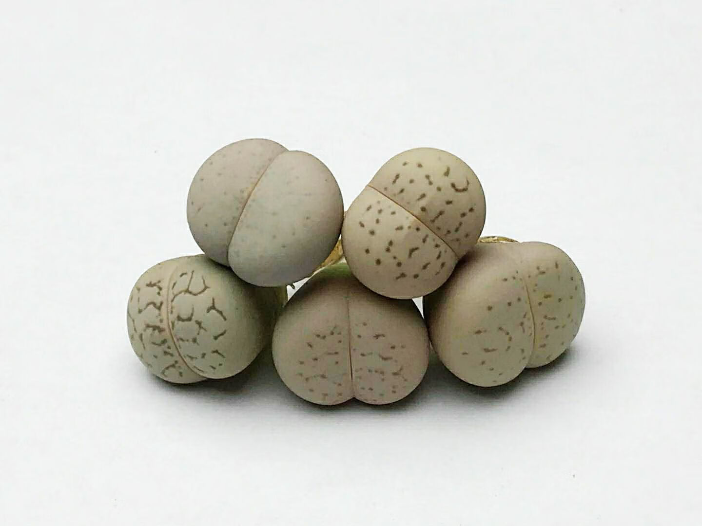 绫耀玉大白春桃玉生石花番杏萌多肉植物阳台阳台窗台 单棵