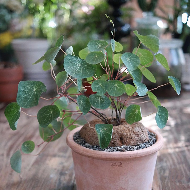 孙凯(sunkai)山乌龟植物盆栽圆叶爬藤块根耐旱室内好养 山乌龟10-12