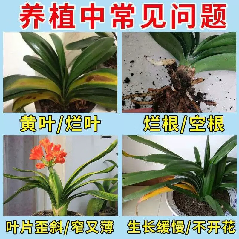 君子兰烂根根腐病黄叶枯不开花死根促生根壮苗君子兰专用生根液 1瓶