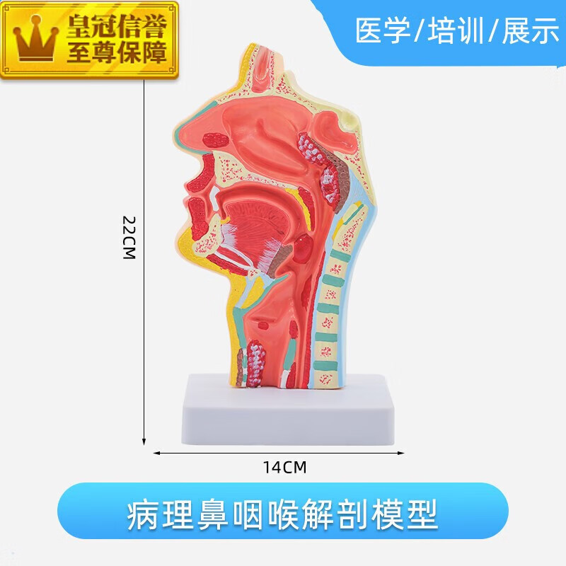 【京健康】人体鼻腔解剖模型耳鼻喉科医学教学模型鼻子口腔鼻部 病理