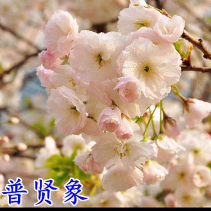 现货现发 日本樱花树苗庭院绿化植物大型风景树乔木盆栽地栽晚樱南北方种植云南樱两年苗1棵 85 2 0评论 55 2元 30元券 精选 日本樱花树苗庭院绿化植物大型风景树乔木盆栽地栽晚樱南北方种植普贤象两年苗2棵 101 2 0评论 71 2元 30元券 现货直 现货现发 日本樱花树苗庭院绿化植物大型风景树乔木盆栽地栽晚樱南北方种植云南樱两年苗1棵 85 2 0评论 55 2元 30元券 精选 日本樱花树苗庭院绿化植物大型风景树乔木盆栽地栽晚樱南北方种植普贤象两年苗2棵 101 2 0评论 71 2元 30元券 现货直