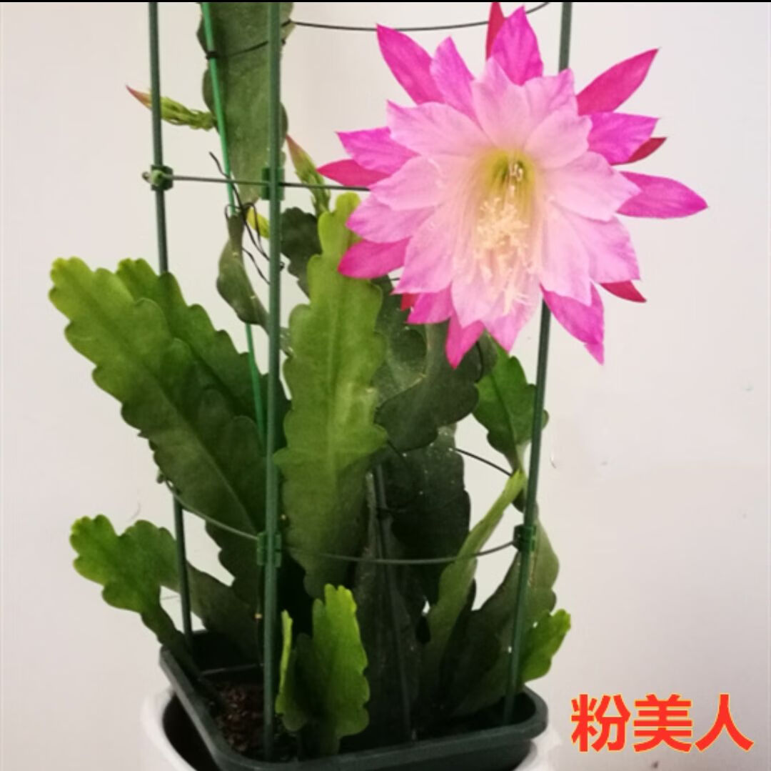 进口令箭荷花昙花大花重瓣品种带根苗红黄紫粉白多色花卉绿植盆栽 粉
