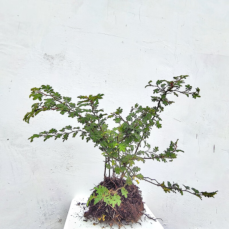 贵州特产新鲜沙糖果刺莓果棱花果刺玫果茶刺玫花野花山刺玫刺木果 现