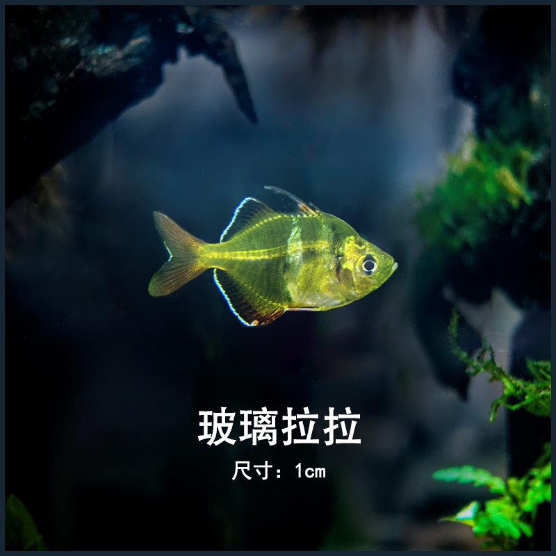 double yellow 小型灯科鱼集锦二热带观赏鱼帝王灯霓虹燕子红尾水晶
