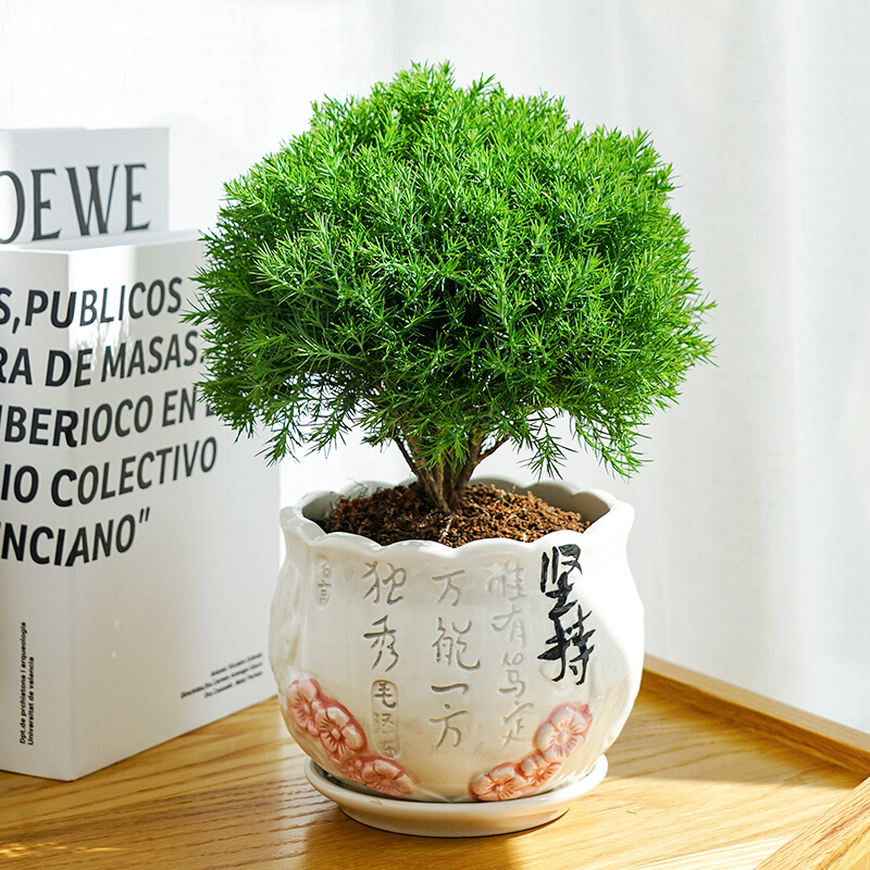【花东π对】雾松盆栽雾松绿色桌面植物室内办公室好养易活阳台小绿植