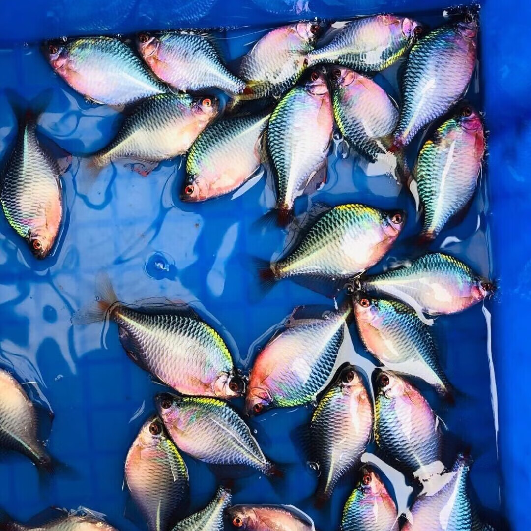 酷牧好养淡水观赏鳑鲏鱼小型热带原生群游鱼七彩石旁皮除藻冷水鱼活体