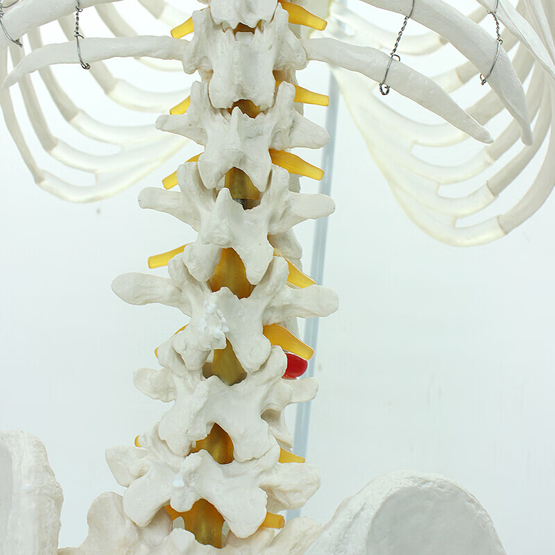 医学人体脊柱模型腰椎骨盆整骨胸骨肋骨胸腔骨骼架模型 胸 架模型 胸