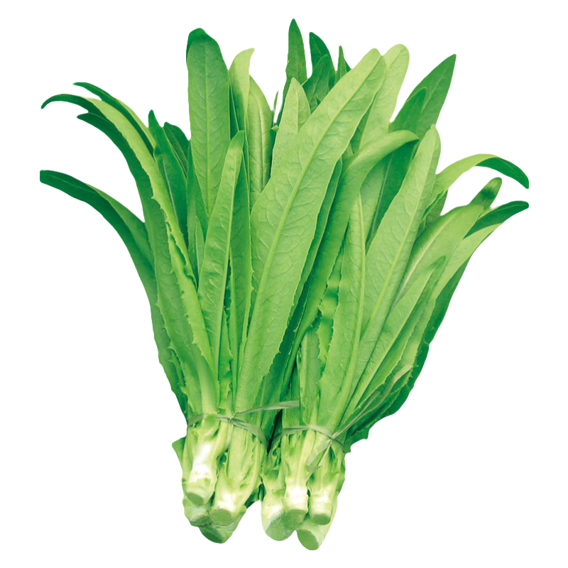 蔬菜种子孑籽大全四季播种阳台盆栽农家小菜园有机 四季油麦菜种子2包