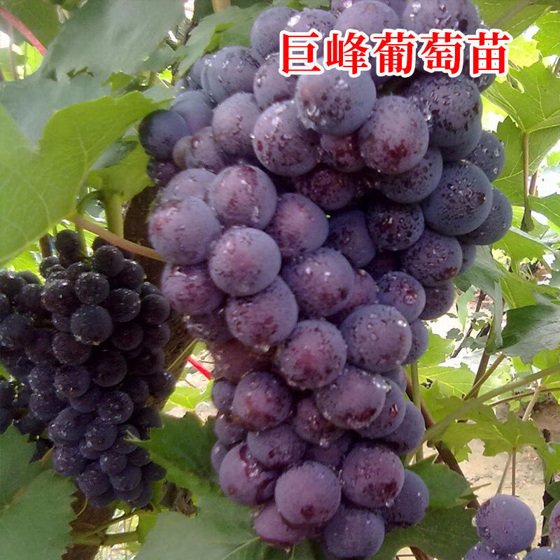 ������������������� ͥԺ���ٹ��������Ե��Ե������Ϸ�������ֲ �޷� 4���硾��������