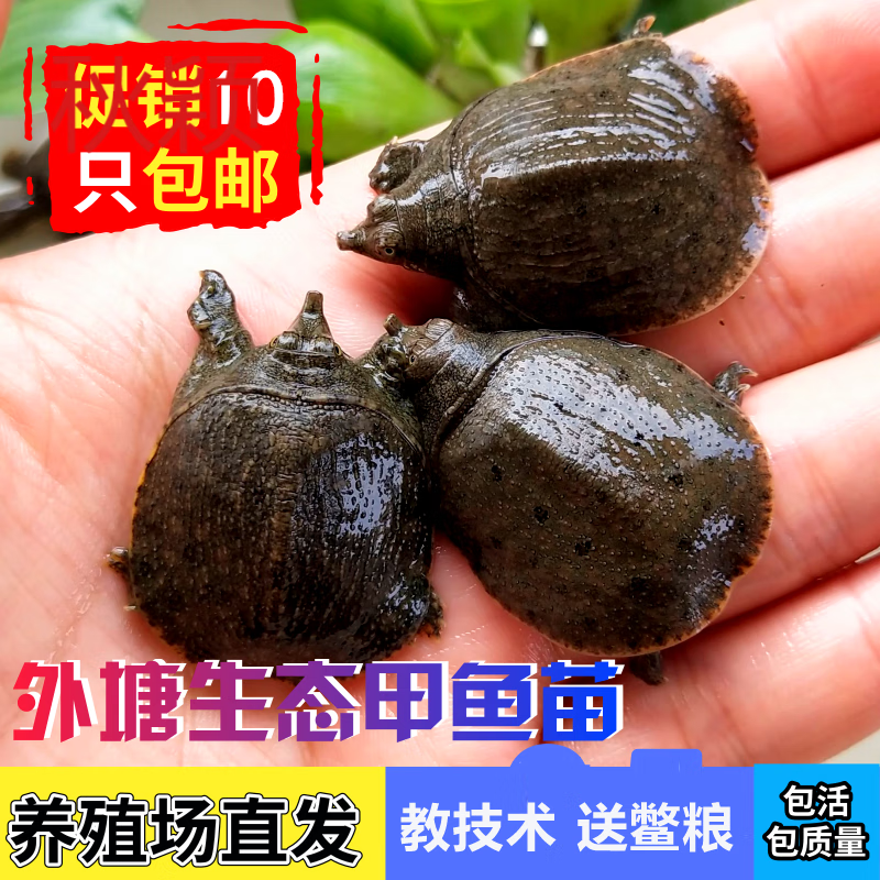 郁秋颖外塘养殖中华鳖苗甲鱼苗王八苗团鱼苗小甲鱼活体甲鱼苗 10g一只