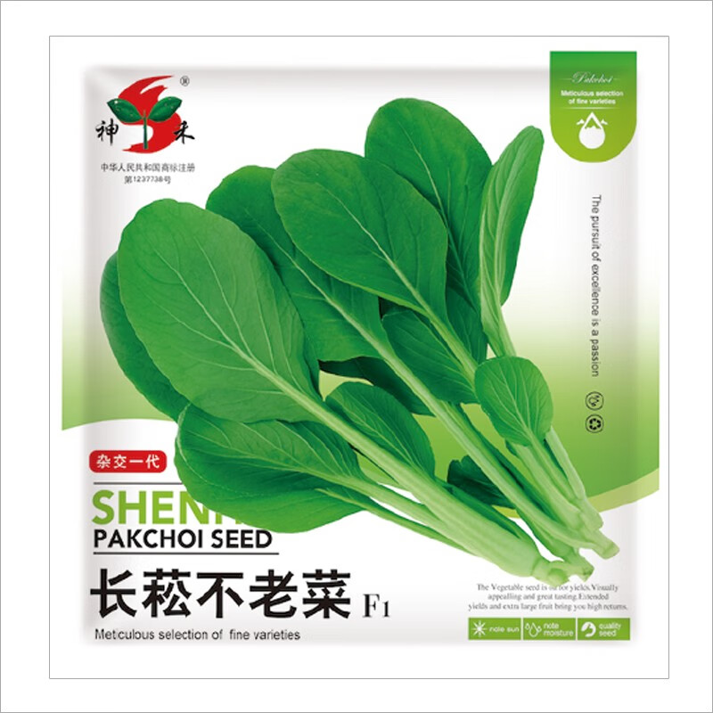 田立方长菘不老菜小松菜鸡毛菜种子种籽鸡毛菜菜籽种菜种孑油菜小青