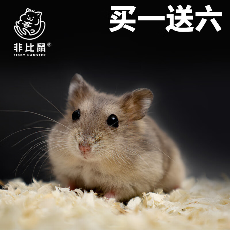 仓鼠布丁银狐小活体侏儒金丝熊物已打疫苗一公一母次日达紫仓三线