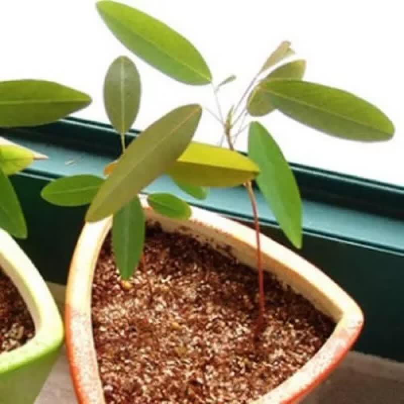 食虫草种子捕蝇草植物食人花猪笼草种子捕蝇草草种子 跳舞草种子() 20