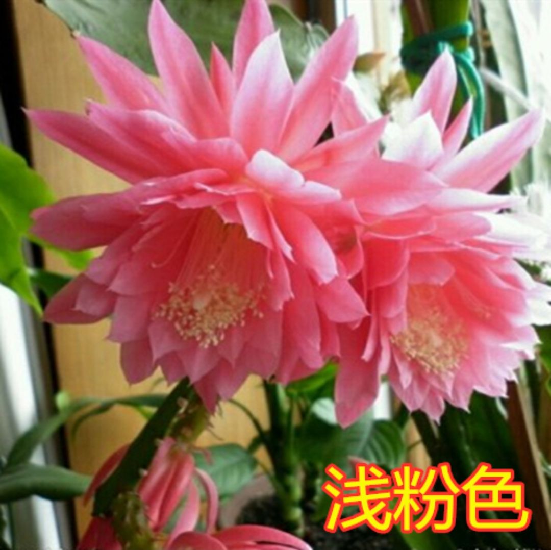 秋颖进口令箭荷花昙花大花重瓣品种带根苗红黄紫粉白多色花卉绿植盆栽