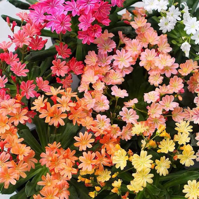 露薇花盆栽露微花琉维草阳台庭院花卉植物四季开花好养多年生带花