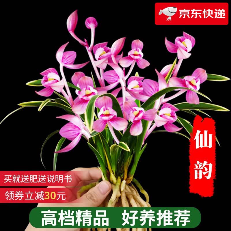 劉閣蘭花建兰四季兰花苗十里桃花 现带浓香花苞出售 有香味的花卉绿植