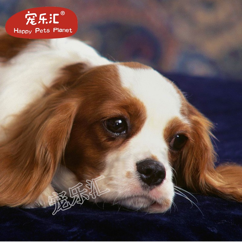 宠乐汇查理王犬单血统查理王小猎犬幼犬活体家养小型犬幼崽 血统级 1