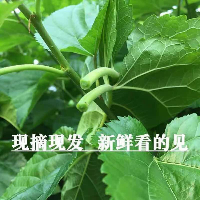 桑叶新鲜桑芽现摘现发新鲜蚕叶蚕宝宝饲料隆鼎 新鲜蚕桑叶100g