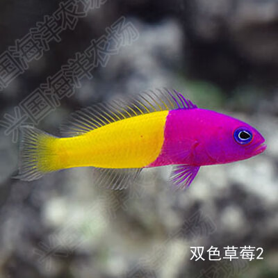紫草莓 双色草莓 海水观赏鱼活体珊瑚鱼缸紫背定水快递发货包活 双色