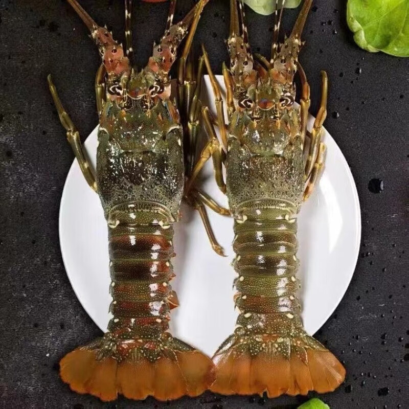 海鲜颂海捕活冻青龙虾小青龙虾冰鲜冷冻大龙虾海鲜水产中秋礼盒年货