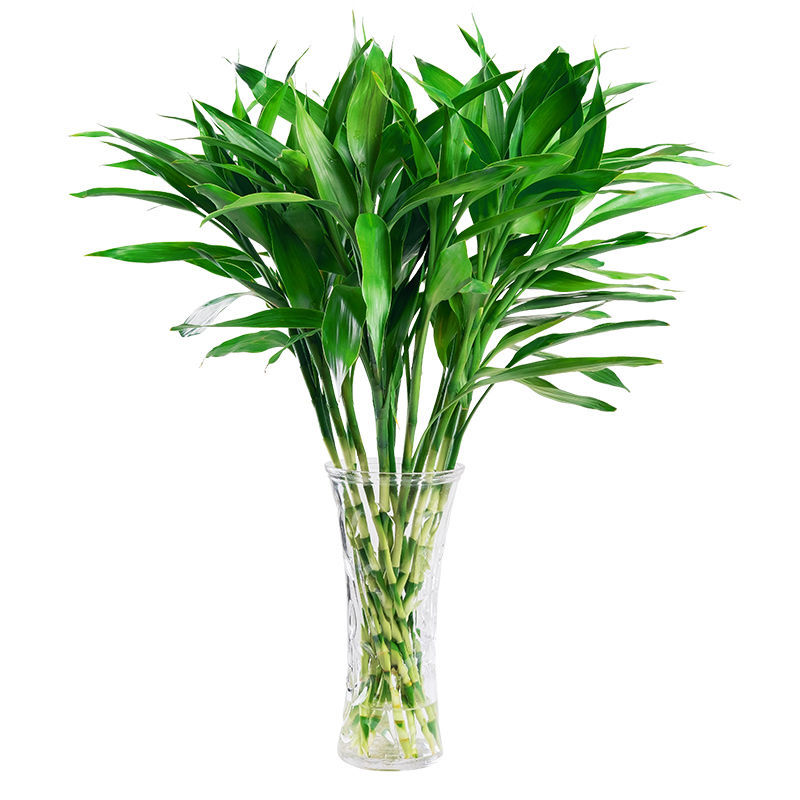 富贵竹水培植物盆栽绿植花卉室内花客厅招财水养转运竹节节高 富贵竹