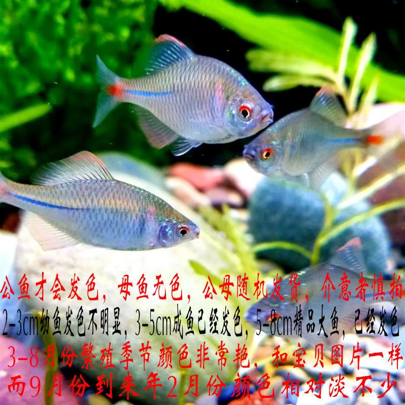 七彩高体鳑鲏鱼小型温和淡水中下层群游鱼除藻工具鱼 鳑鲏成鱼3-5cm 4