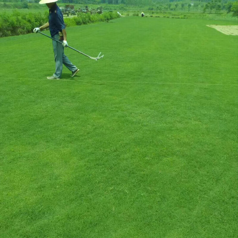 夕树花晨进口草坪种子 矮生百慕大草坪 四季青草籽 耐旱耐践踏 天堂草